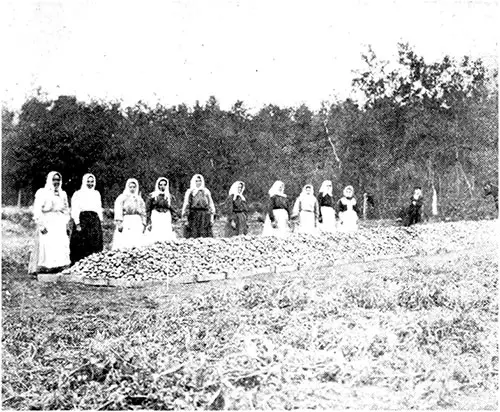Tomatoes Gathered by Galician Women.