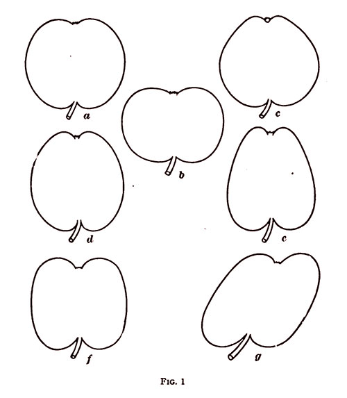 Fig. 1: Size in fruit is expressed in terms of very large, large, above medium, medium, below medium, small, and very small.