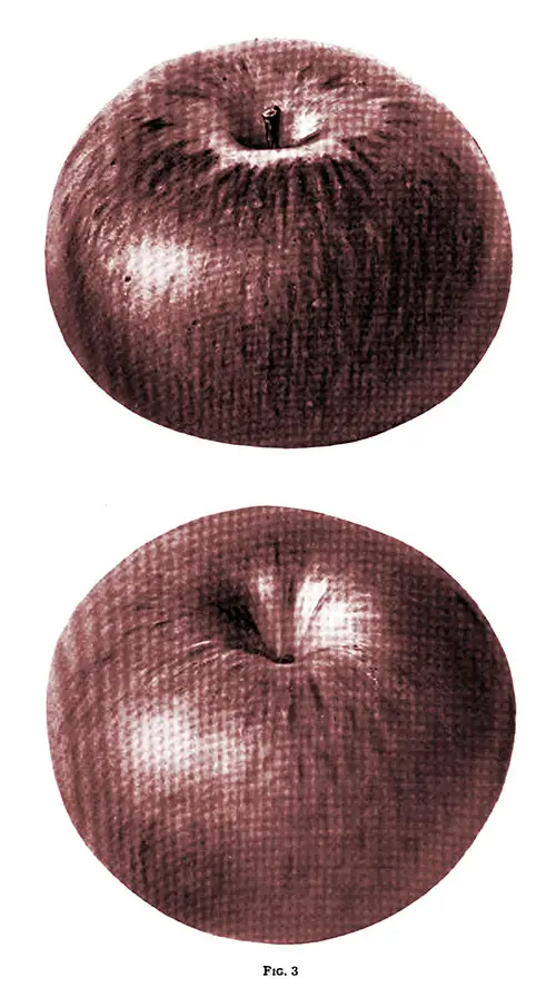Fig. 3 shows a Wolf River apple that was grown in Northwestern Pennsylvania.