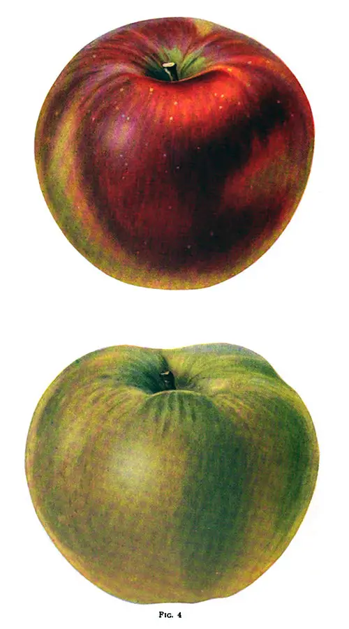 In Fig. 4, a Well-colored Hubbardston Apple Is Shown at the Top of the Page; This Apple Was Grown in Northern Pennsylvania. The Apple at the Bottom of the Page Is a Pumpkin Sweet Grown in Western New York.