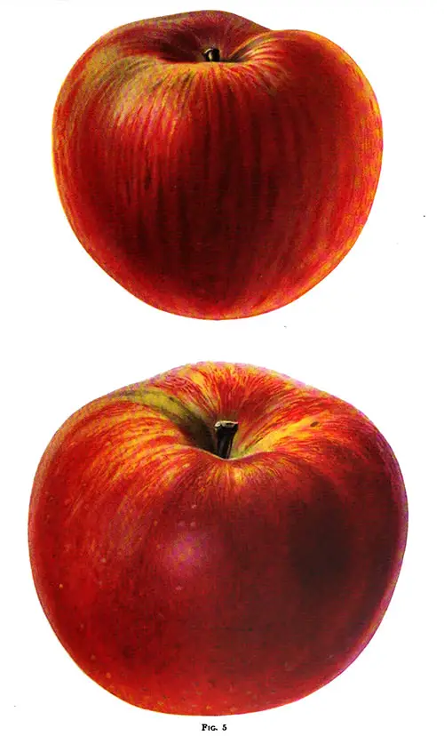 Fig. 5 a Spy Is Shown at the Top of the Page; This Apple Was Grown in Pennsylvania. The Lower Apple Is a Pennsylvania-grown King of Excellent Color.