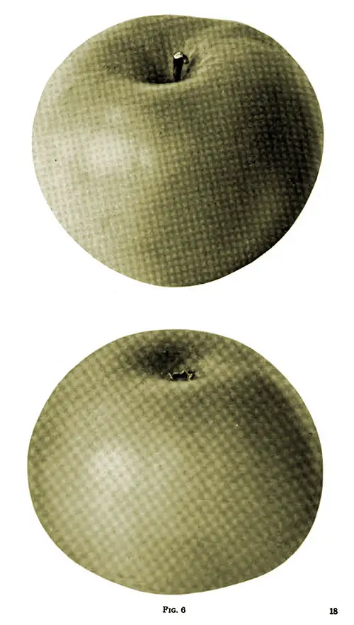 Fig. 6 Shows a Jacobs Sweet Apple That Was Grown in Northern Pennsylvania.