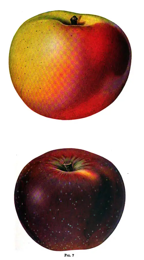 In Fig. 7, a Banana Apple Is Shown at the Top of the Page; This Apple Was Grown in Pennsylvania. The Baldwin Apple Is Shown on the Bottom Image.