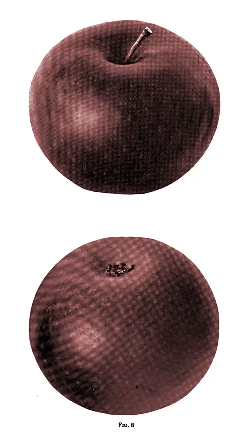 Fig. 8 Shows a Smokehouse Apple That Was Grown in Maryland.