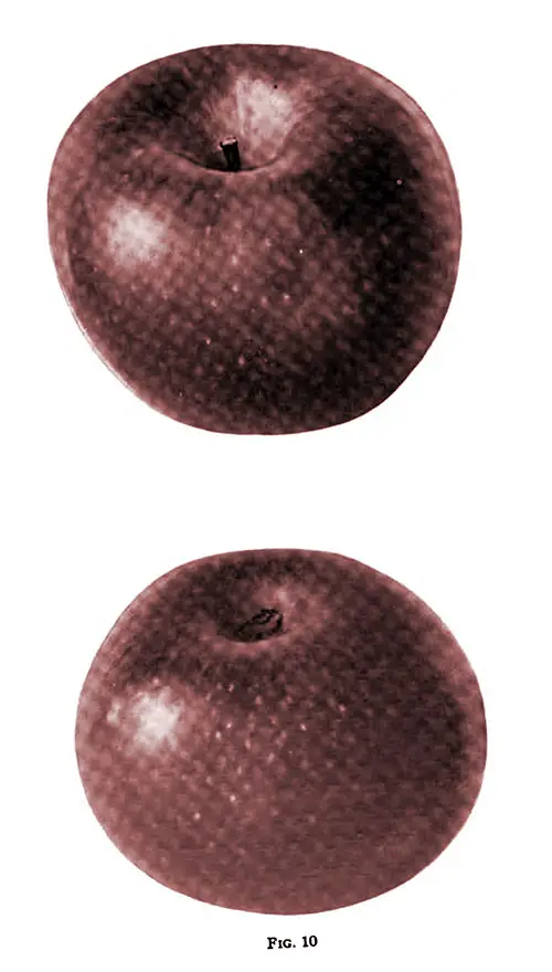 A Missouri Apple Is Illustrated in Fig. 10.