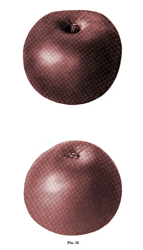 Fig. 12 Shows a Ribston Apple That Was Grown in Nova Scotia.