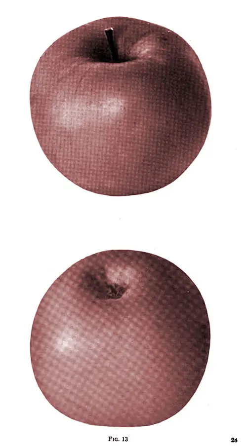 Fig. 13 Shows a Tolman Apple.