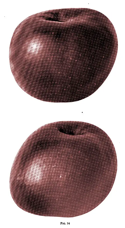 Fig. 14 illustrates a York Imperial Apple from Southern Pennsylvania.