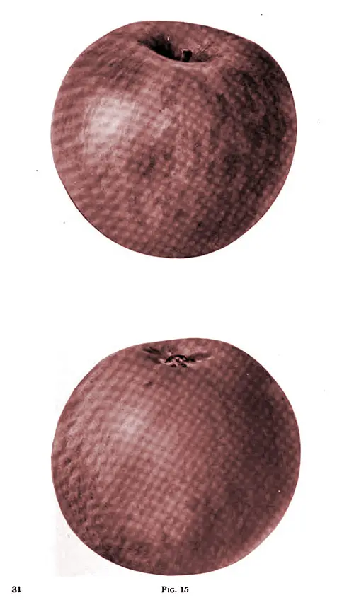 Fig. 15 Shows a Smith Cider Apple that was Grown in Maryland.