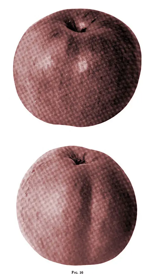 Fig. 16 Illustrates a Cranberry Apple that was Grown in Ontario.