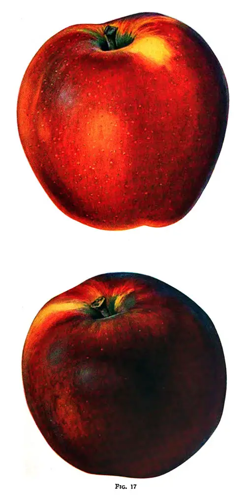In Fig. 17, a Fancy Washington-Grown Spitzenburg Apple Is Shown at the Top of the Page. An Arkansas Black Apple Is Shown at the Bottom of the Page.