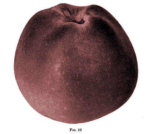 Fig 19 Illustrates a Characteristic of the Delicious Apple -- Five Points That Project from the Basin.