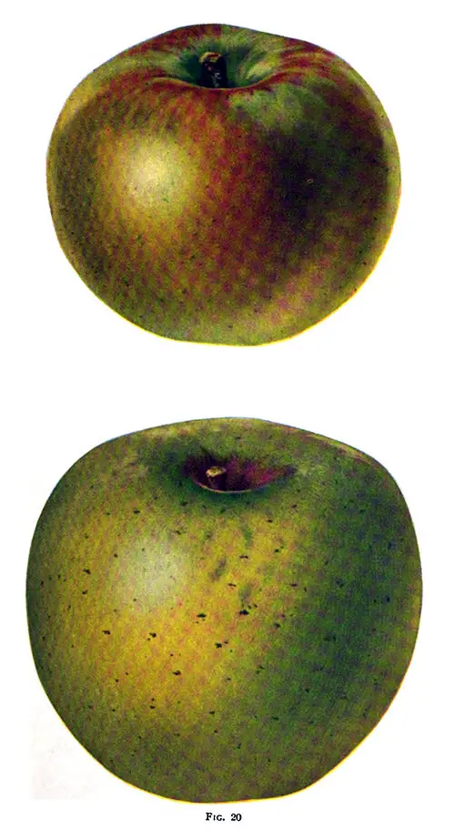 In Fig. 20, a Rhode Island Greening Apple Is Shown at the Top of the Page. a Northwestern Apple Is Shown at the Bottom of the Page; This Apple Was Grown in Iowa.