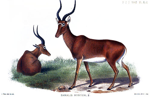 Painting of Antelope, 1889.