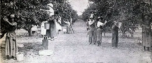 Women Picking Cherries on the KLO Ranch in Kelowna.