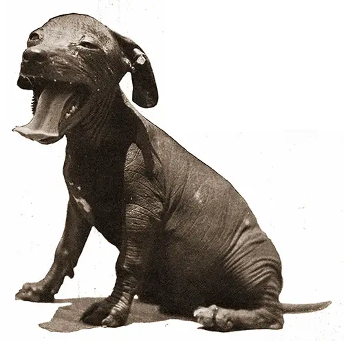 “Spick” the Mascot of Motortruck Co. 66—a Mexican Hairless