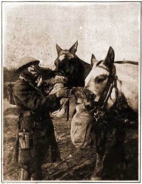 British Gas Masks for Horses and Men
