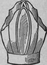 The Archbishop s Or Double Mitre 126